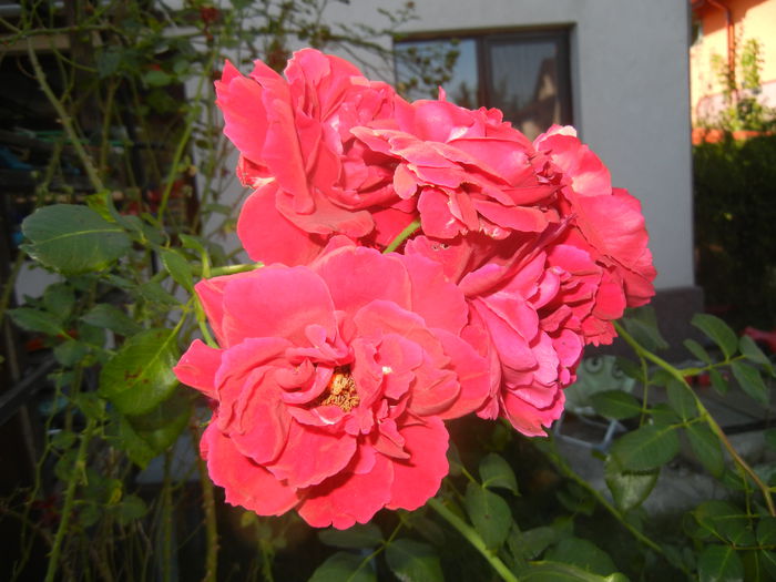 Rose Blaze Superior (2014, Aug.31) - Rose Blaze Superior