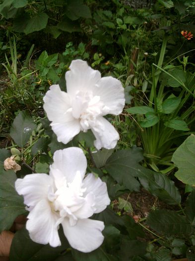 002-Ms- Remesiana! - hibiscus siriacus cu floare batuta