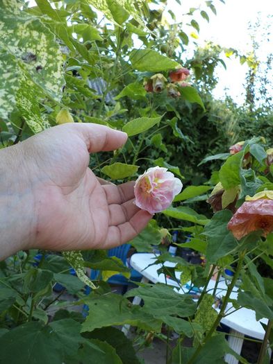 DSC03014 - sept 2014