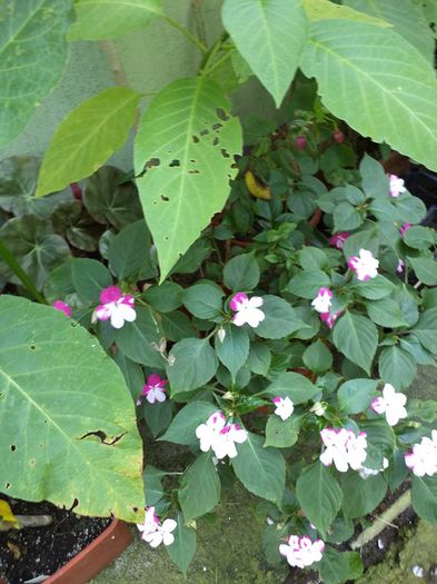 DSC03015 - sept 2014