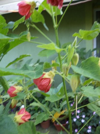 DSC03017 - sept 2014