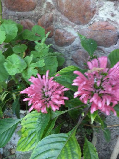 DSC03018 - sept 2014