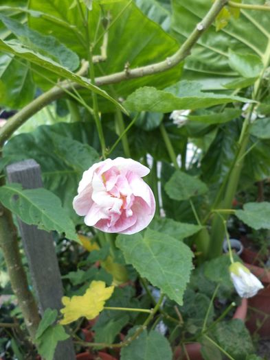 DSC03020 - sept 2014