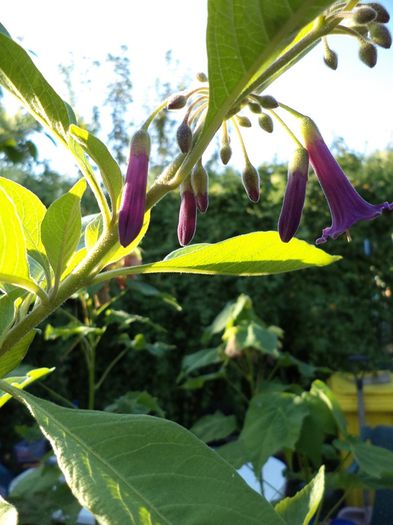 DSC03025 - sept 2014