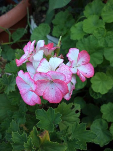 DSC03035 - sept 2014