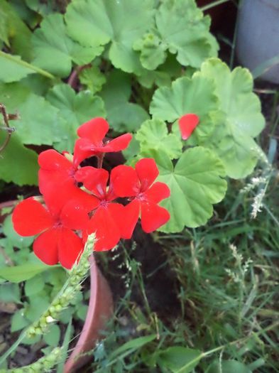 DSC03037 - sept 2014