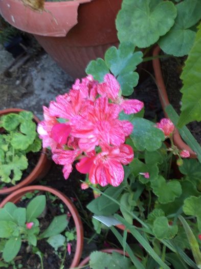 DSC03038 - sept 2014