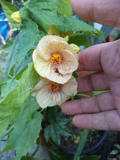 DSC03039 - sept 2014