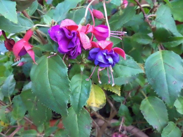 DSC03040 - sept 2014