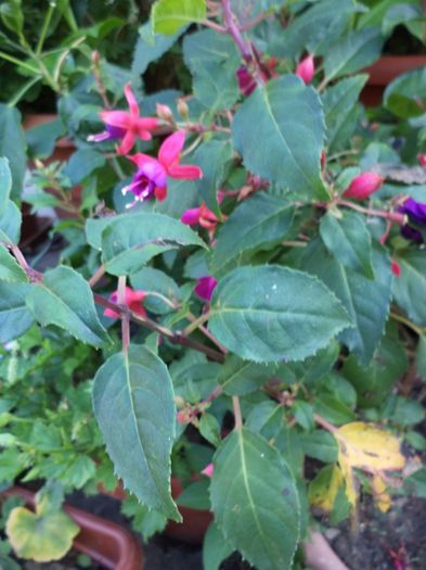 DSC03041 - sept 2014