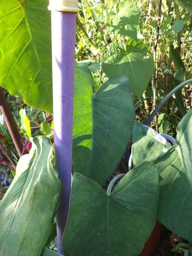 DSC03043 - sept 2014