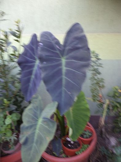 DSC03046 - sept 2014