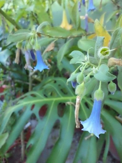 DSC03047 - sept 2014