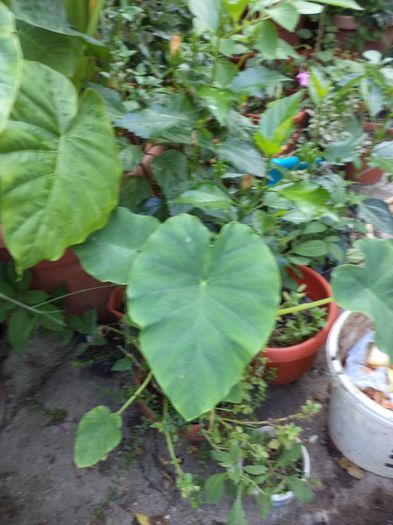 DSC03052