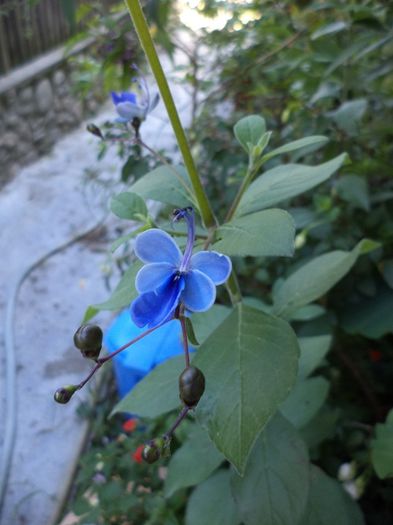 DSC03077 - sept 2014