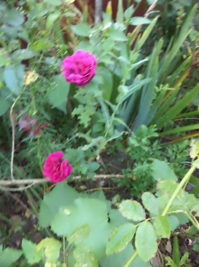 DSC03099 - sept 2014