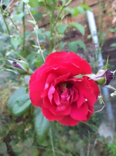 DSC03100 - sept 2014