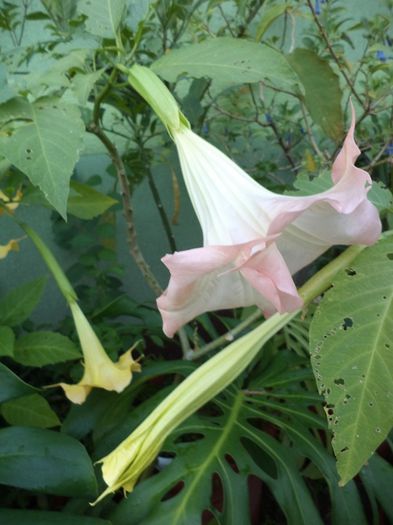 DSC03105 - sept 2014