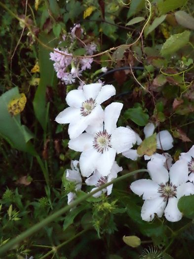 DSC03109 - sept 2014