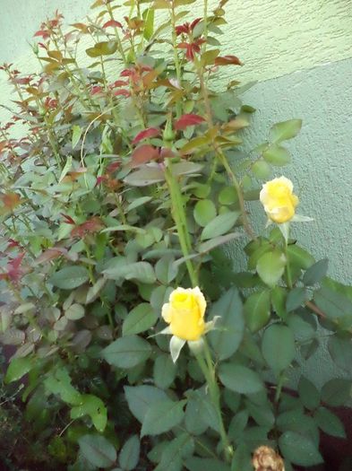 DSC03111 - sept 2014