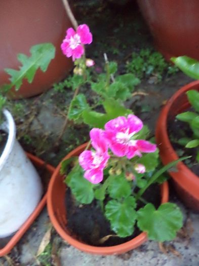 DSC03113 - sept 2014