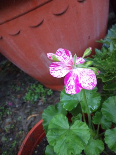 DSC03114 - sept 2014