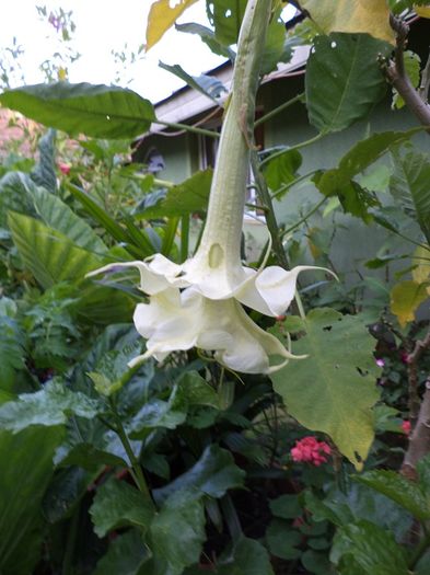 DSC03122 - sept 2014