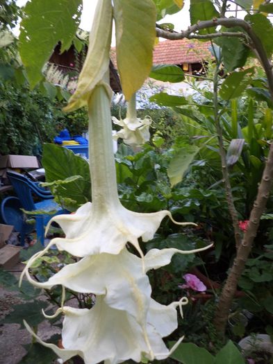 DSC03123 - sept 2014