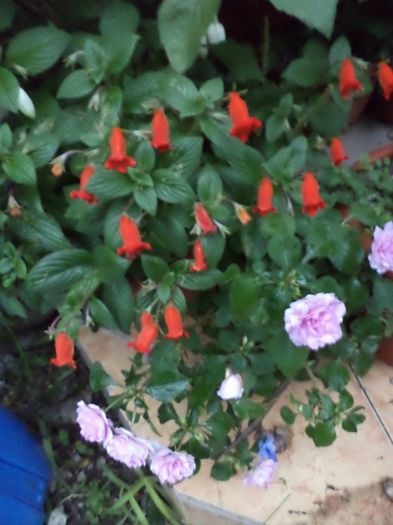 DSC03130 - sept 2014