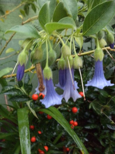 DSC03135 - sept 2014