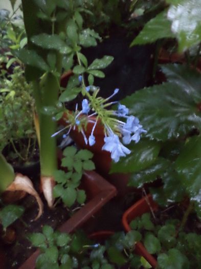 DSC03139 - sept 2014