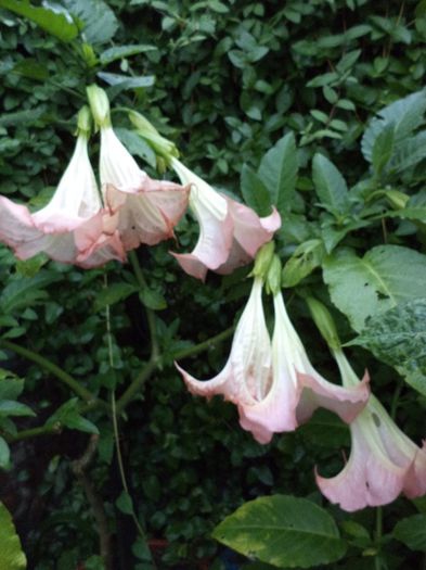 DSC03140 - sept 2014