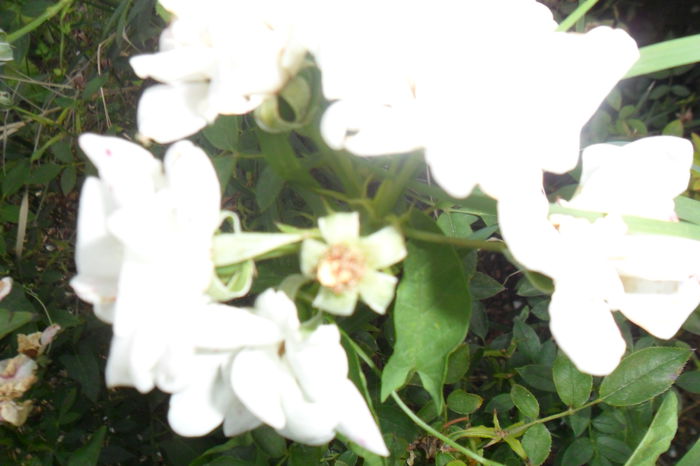 Picture 213 - talmes-balmes2014