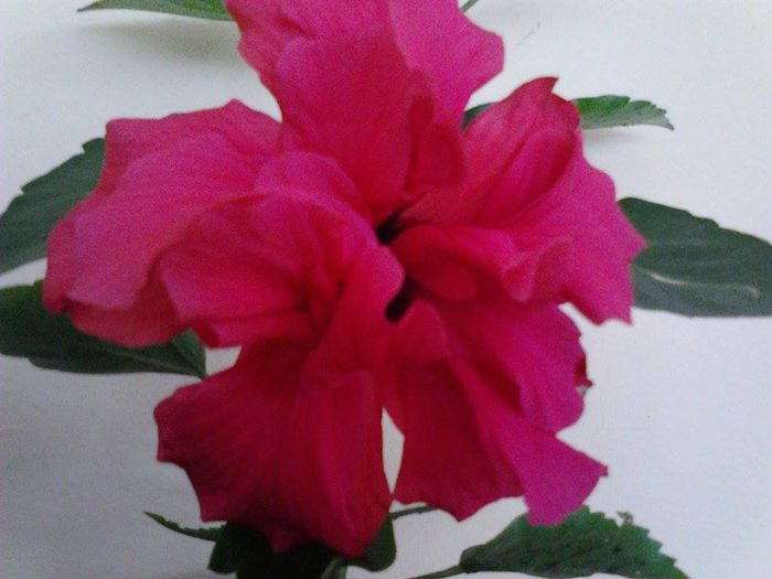 10590088_1530115300557652_391831773_n