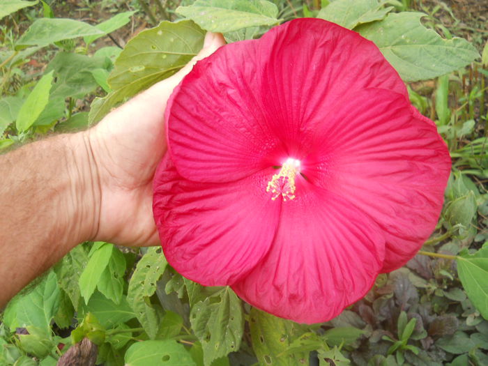 DSCN8596 - gradina flori 2014-2