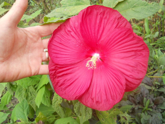 DSCN8597 - gradina flori 2014-2