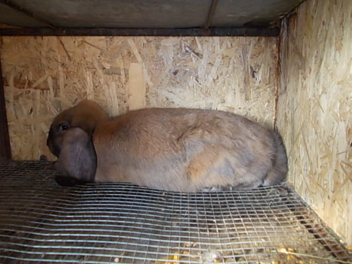 femela 6 luni - BERBEC GERMAN