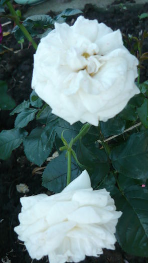 ? - 2014 -2016 trandafiri