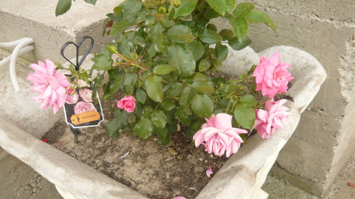 237 - 2014 -2016 trandafiri