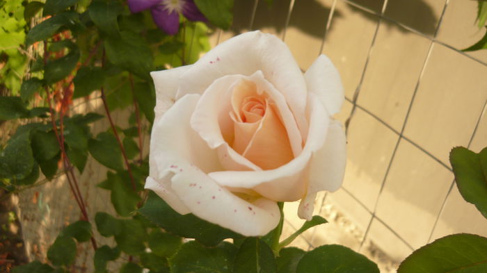 ? - 2014 -2016 trandafiri