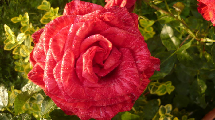 148 - 2014 -2016 trandafiri