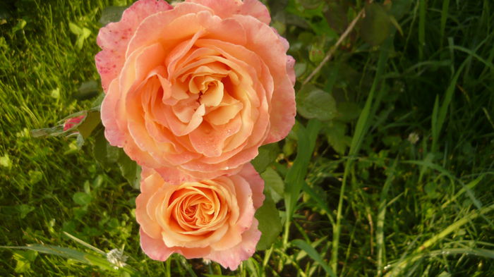 lolita - 2014 -2016 trandafiri