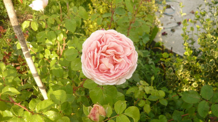 abraham - 2014 -2016 trandafiri