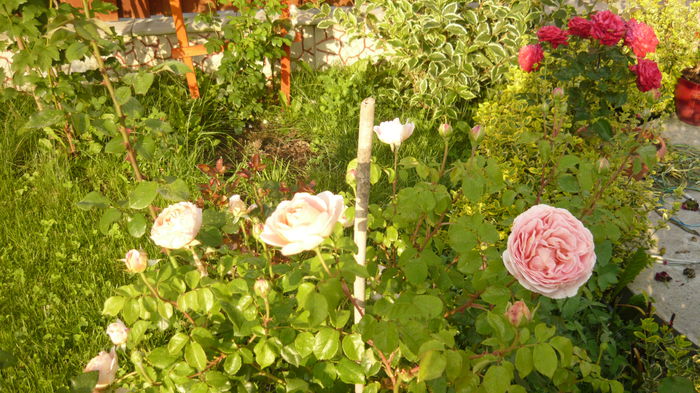 abraham - 2014 -2016 trandafiri