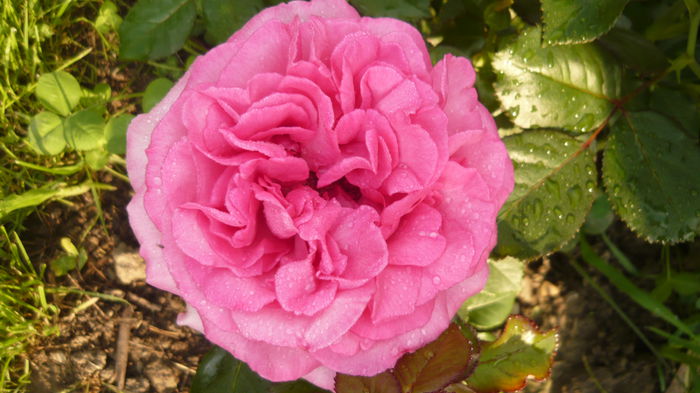 walzentraum - 2014 -2016 trandafiri