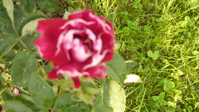 roger lambelin - 2014 -2016 trandafiri