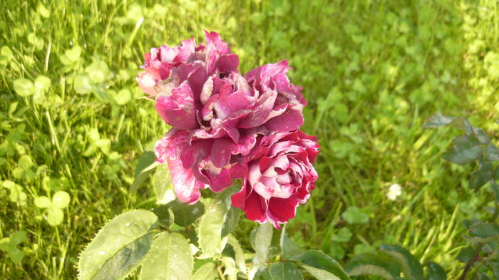 157 - 2014 -2016 trandafiri