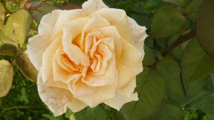 ? - 2014 -2016 trandafiri