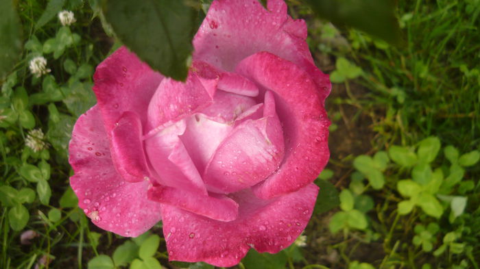 blue queen - 2014 -2016 trandafiri