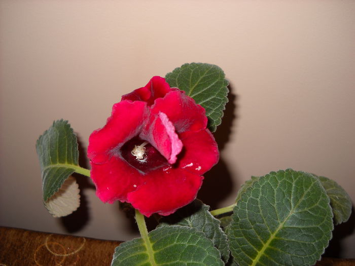 Etoile de feu - 1GLOXINIA -2014